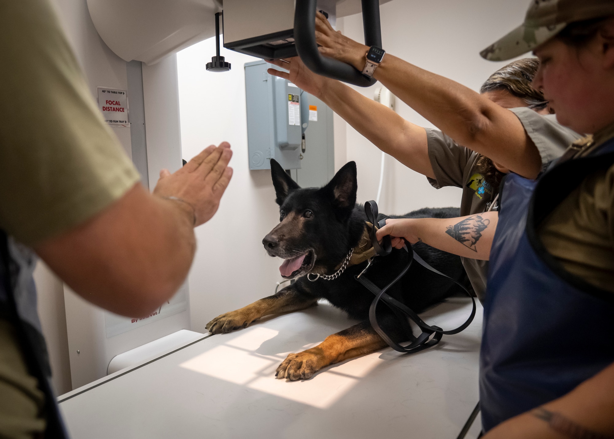 Blood is drawn from military working dog Hannes during a wellness exam at MacDill Air Force Base, Florida, Sept. 5, 2023. Upon his return from deployment, MWD Hannes was assessed by veterinary clinic staff and military working dog handlers. Handlers are trained to draw blood, insert catheters, give fluids and perform other medical care practices. (U.S. Air Force photo by Senior Airman Lauren Cobin)