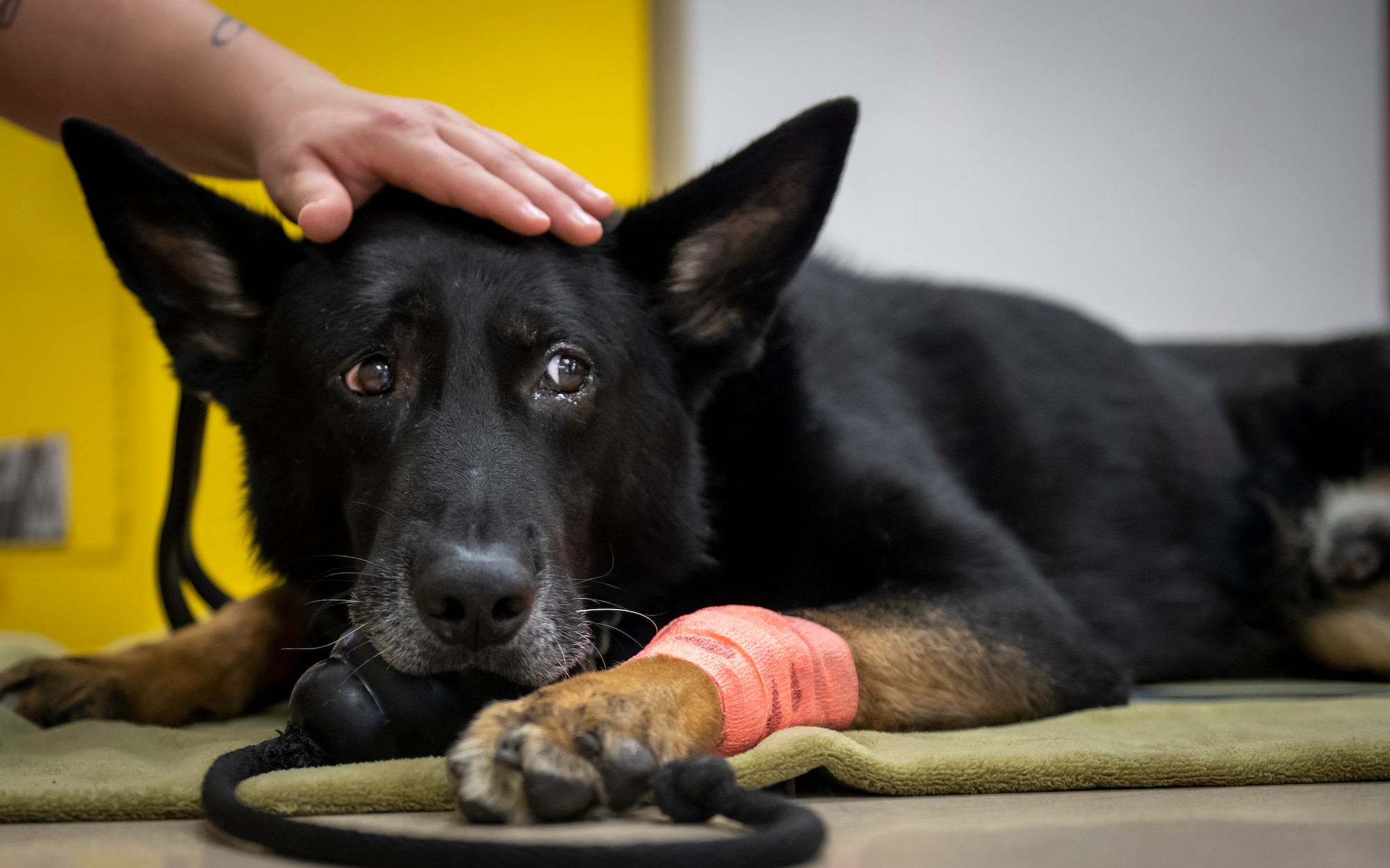 Military working dog Enrico recovers from a biopsy procedure at MacDill AFB, Florida, Sept. 5, 2023. MWD Enrico’s appointment took place to ensure his leg was healthy. Dog handlers assist veterinary clinic staff during appointments and are required to know various healthcare procedures such as drawing blood, inserting catheters and giving fluids. (U.S. Air Force photo by Senior Airman Lauren Cobin)