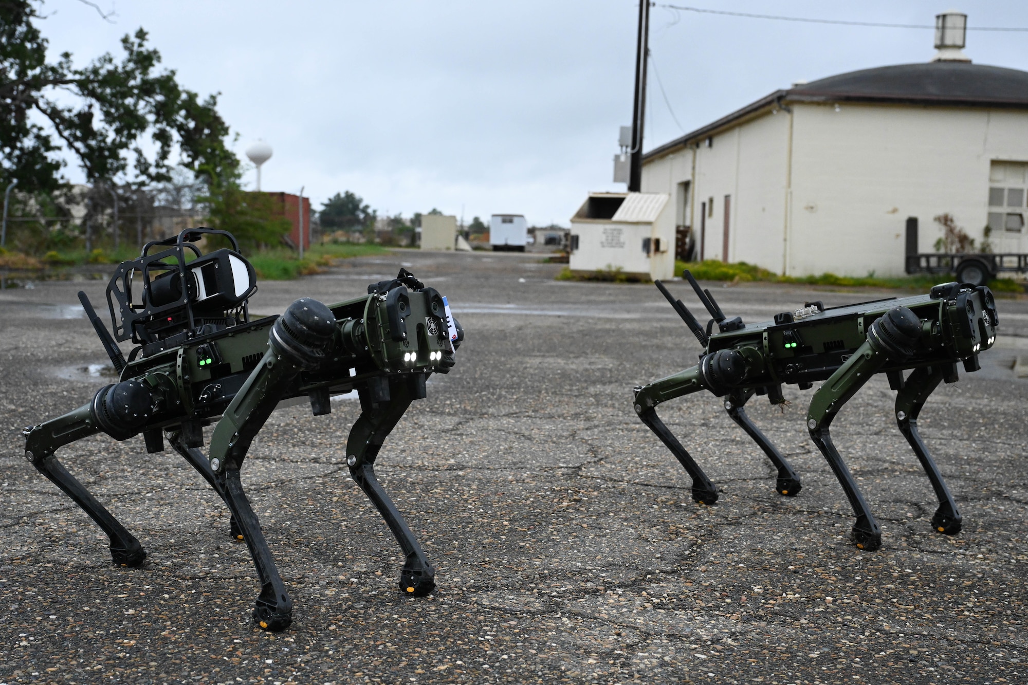 2 robot dogs look up