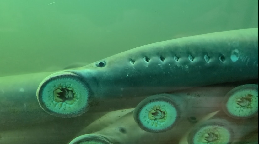 Image of eel-like fish with "sucker-style" mouths cling to a window that allows people to see into a fish ladder. The ladder allows salmon and Pacific lamprey to pass through a dam in the Columbia River.