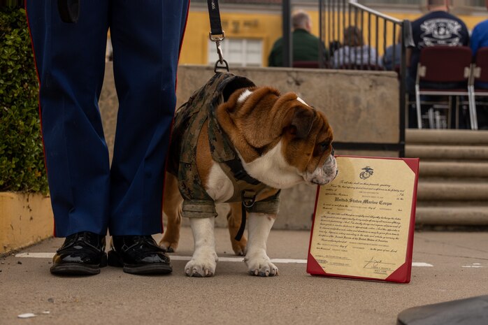 Pfc. Bruno, the Marine Corps Recruit Depot San Diego mascot, poses for a photo after his promotion, Friday Sept. 22, 2023. Bruno was named in commemoration of Maj. Gen. Bruno Hochmuth, who at the time of his death was the first general officer killed during the Vietnam War. (U.S. Marine Corps photo by Sgt. Jesse K. Carter-Powell)