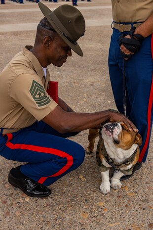 U.S. Marine Corps Sgt. Maj. Oranjel Leavy, the sergeant major of Marine Corps Recruit Depot San Diego pets Pfc. Bruno, the Depot mascot after Bruno's promotion, Friday, Sept. 22, 2023. Pfc. Bruno was named in commemoration of Maj. Gen. Bruno Hochmuth, who at the time of his death was the first general officer killed during the Vietnam War. (U.S. Marine Corps photo by Sgt. Jesse K. Carter-Powell)