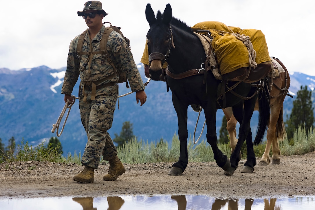 A Marine holds a rope attached to a mule while walking up a mountain as partially seen in a puddle reflection in the foreground.