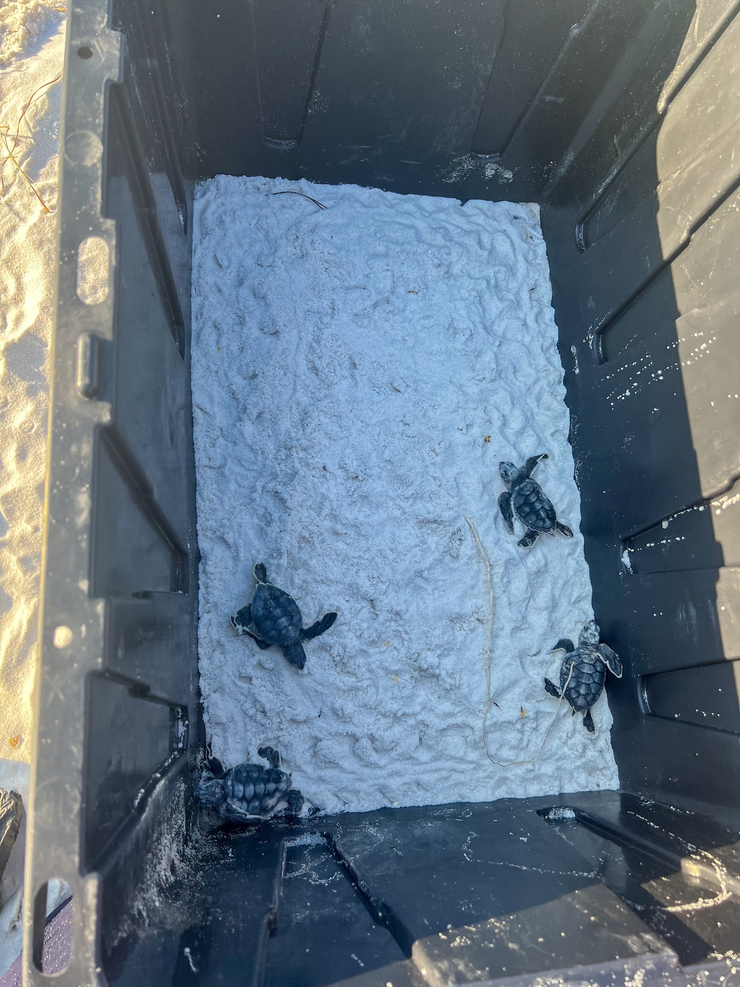 Baby sea turtles being transferred  in bucket.