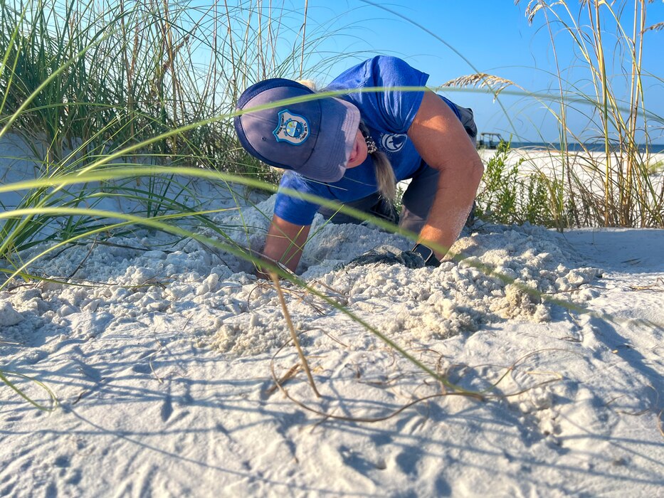 Women excavates sea turtles nest