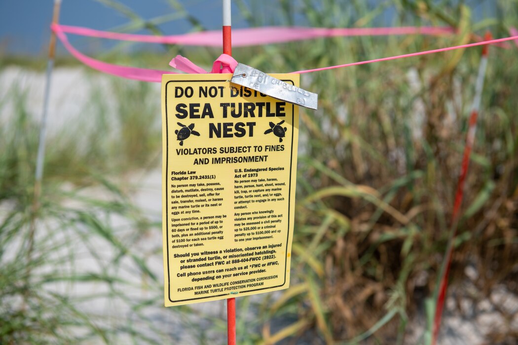 Sea turtles nest roped off.