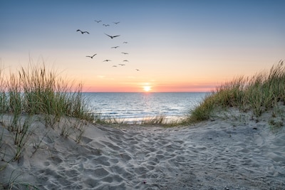 sand and grass overlooking beach with sunset and birds in the air
