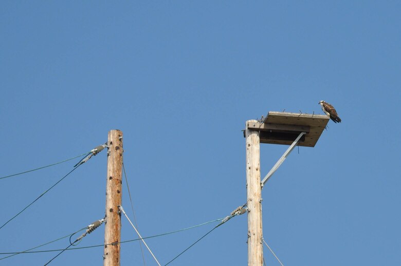 An osprey watches the U.S. Army Corps of Engineers Los Angeles District and City of Newport Beach volunteer cleanup of the Santa Ana River Marsh from high above between foraging flights.