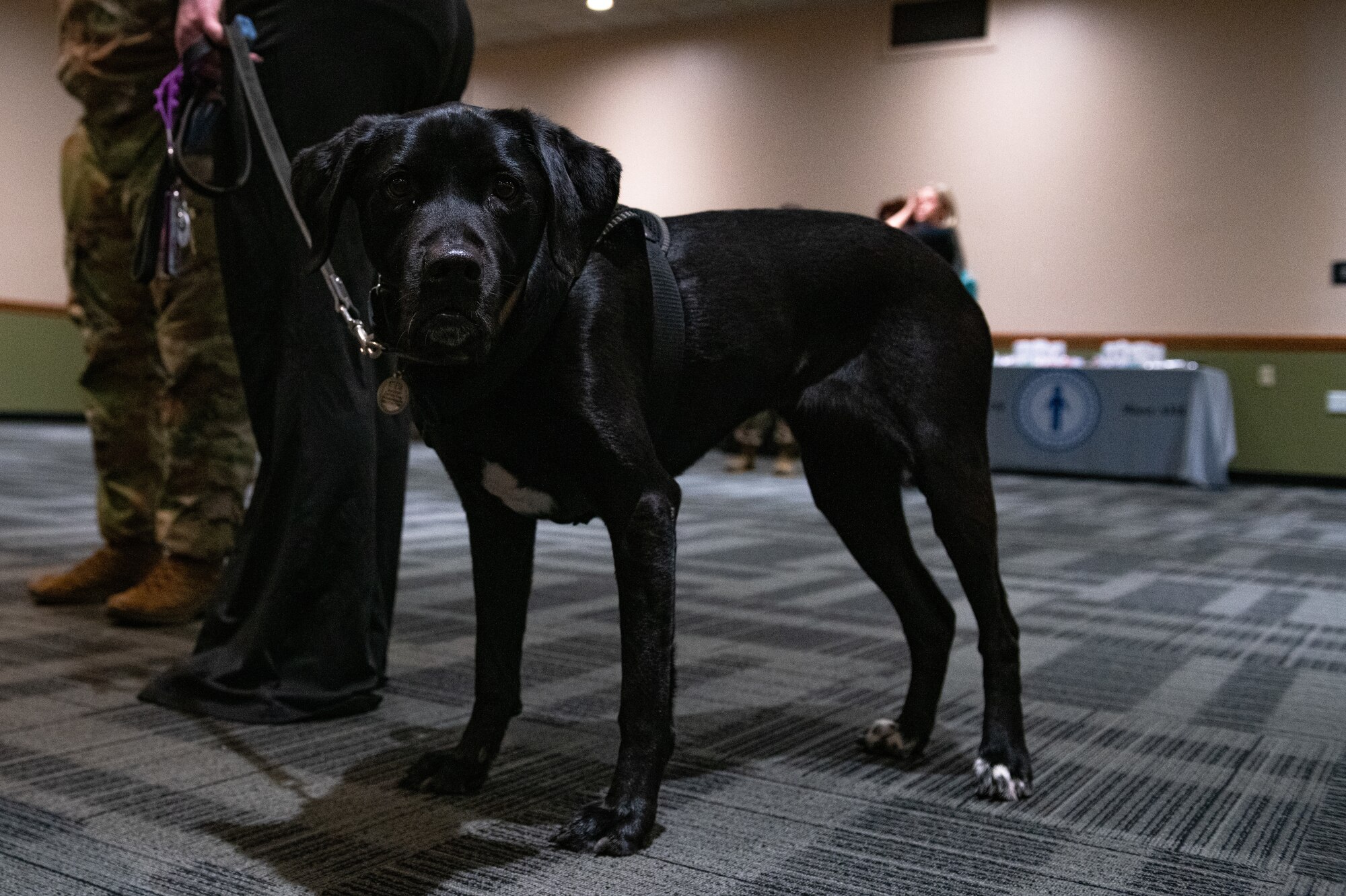 Athena, a service dog, attends the suicide prevention storytellers event at Minot Air Force Base, North Dakota, Sept. 26, 2023. Minot AFB held a suicide prevention storytellers event for National Suicide Prevention Month to raise awareness for suicide prevention and mental health awareness. (U.S. Air Force photo by Airman 1st Class Alyssa Bankston)