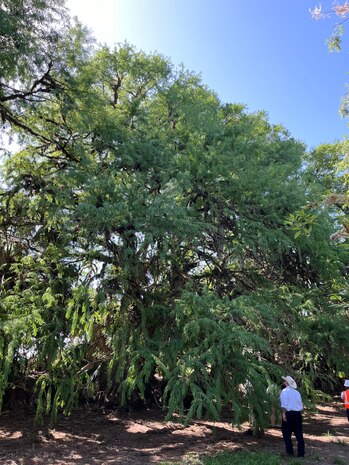 Resacas are former tributaries of the Rio Grande river. In 2013, BPUB began the Resaca Restoration Program to improve water circulation, control flood conditions, enhance water quality and support ecological improvements.