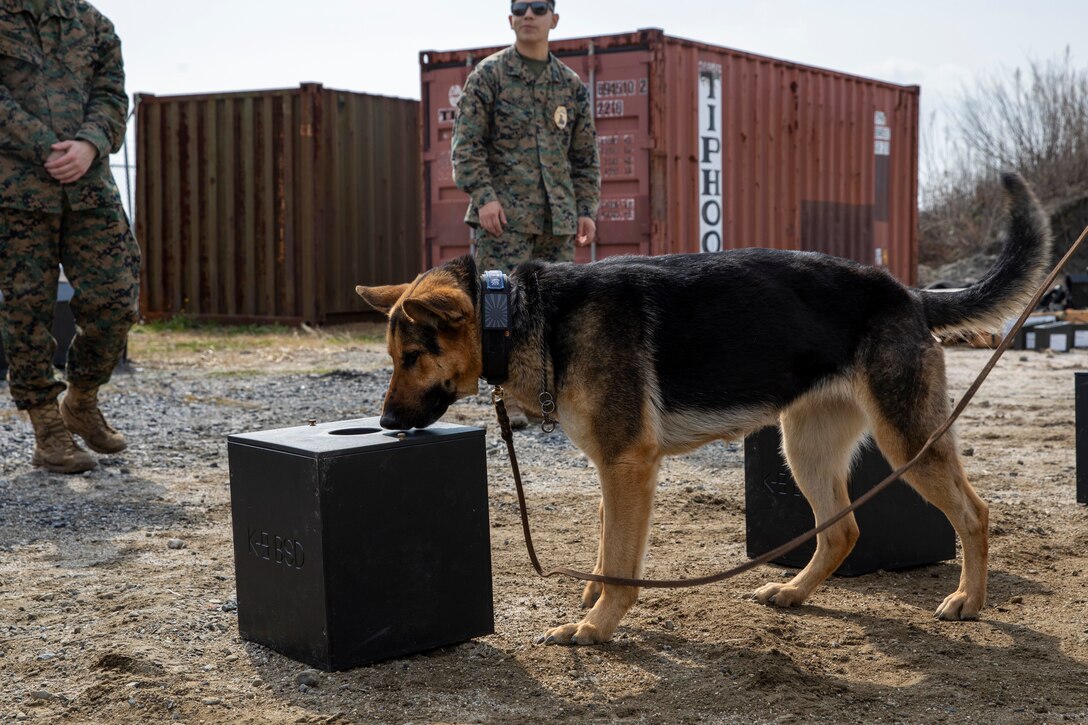 A Japan Maritime Self-Defense Force working dog identifies a training explosive during a combined MWD training at Marine Corps Air Station Iwakuni, Japan, March 14, 2024. The MCAS Iwakuni military working dog team conducted training with Japan Maritime Self-Defense Force MWD handlers from Kure, Japan and working dog handlers from the Hiroshima Police Department to build bilateral proficiency and strengthen the relationship between the air station and its counterparts. (U.S. Marine Corps photo by Lance Cpl. David Getz)