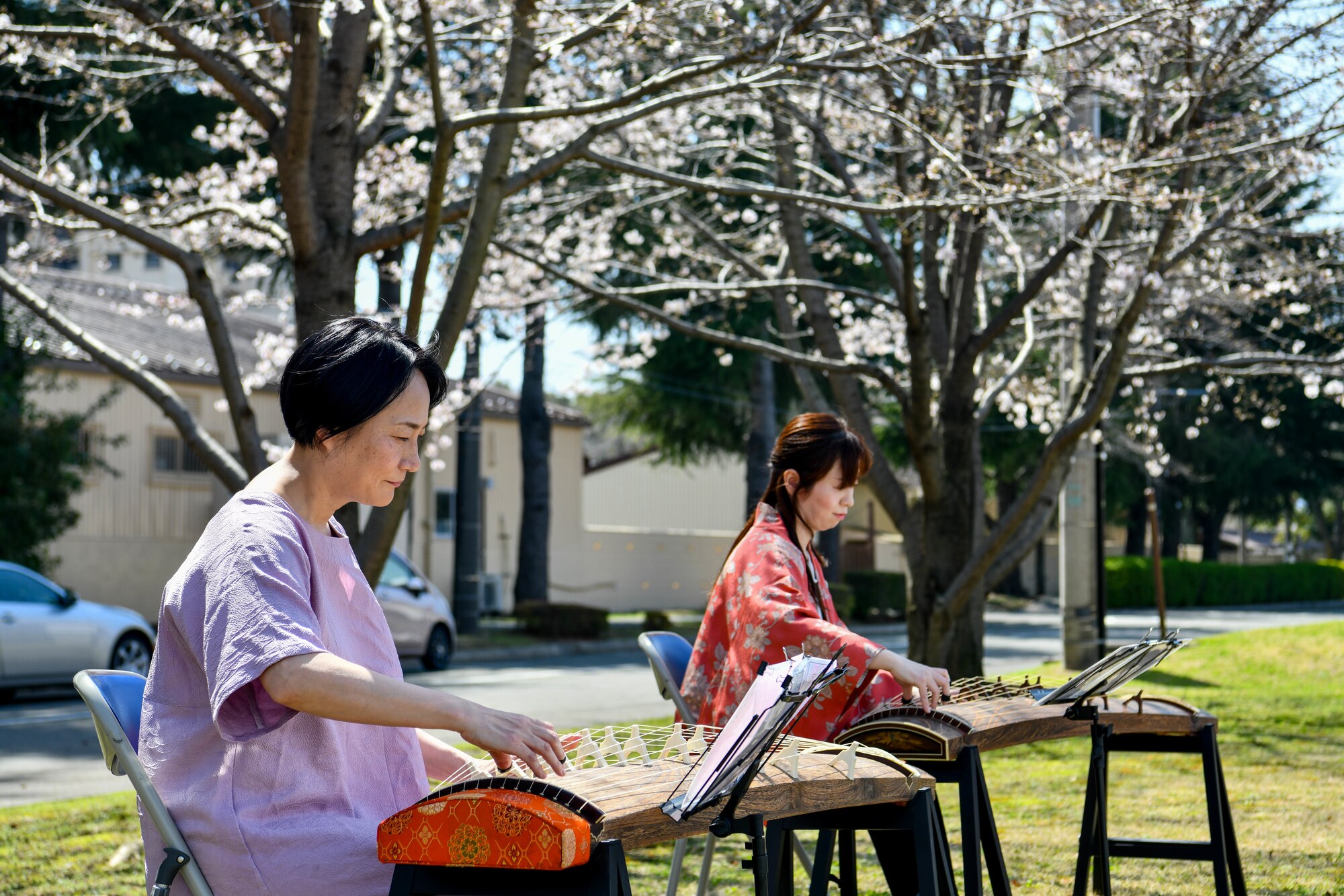 Koto players perform.