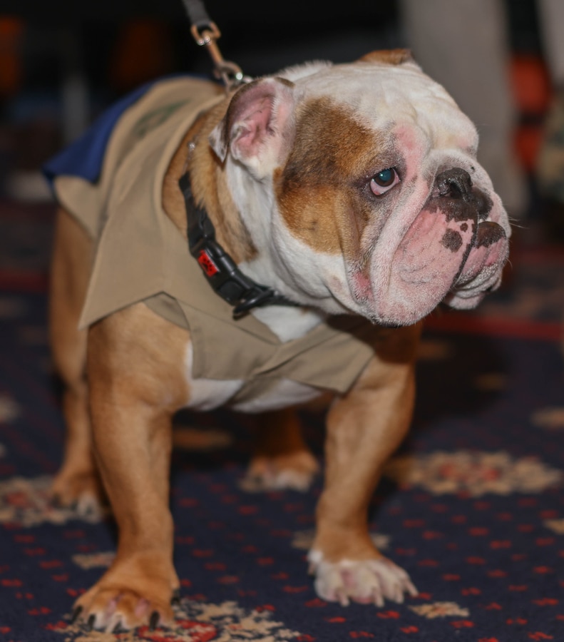 U.S. Marine Corps Lance Cpl. Chesty XVI, the Marine Corps mascot, visits attendees of the Wounded Warrior Education, Internship and Career Recourse Fair at the Clubs of Quantico on Marine Corps Base Quantico, Virginia, March 27, 2024. The resource fair provides Wounded Warriors transitioning out of the military, various connections and opportunities to help them in future endeavors. (U.S. Marine Corps photo by Lance Cpl. David Brandes)