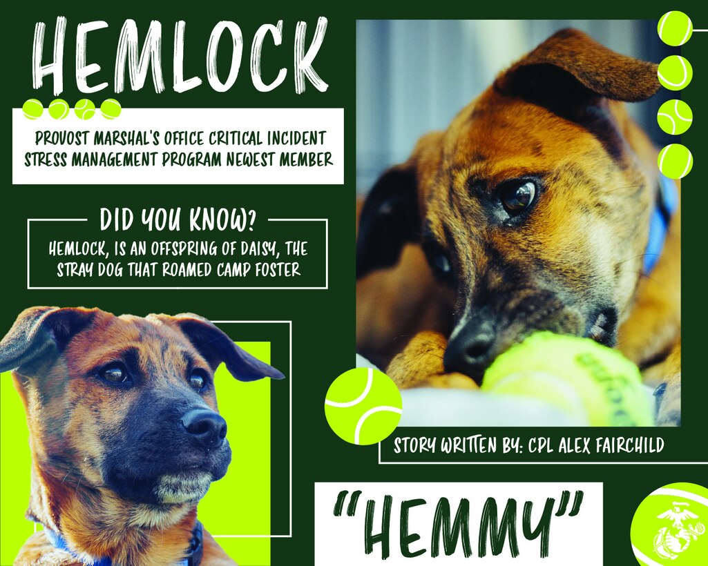 A graphic created for Hemlock, the newest four-legged member at Provost Marshal's Office, Marine Corps Base Camp Butler.