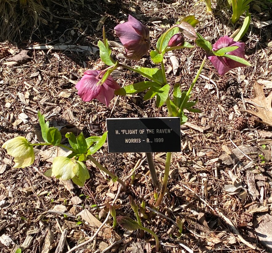 Flight of the Raven plant at the Carl S. English Jr. Botanical Garden, Lake Washington Ship Canal and Hiram M. Chittenden Locks, Seattle, Washington.