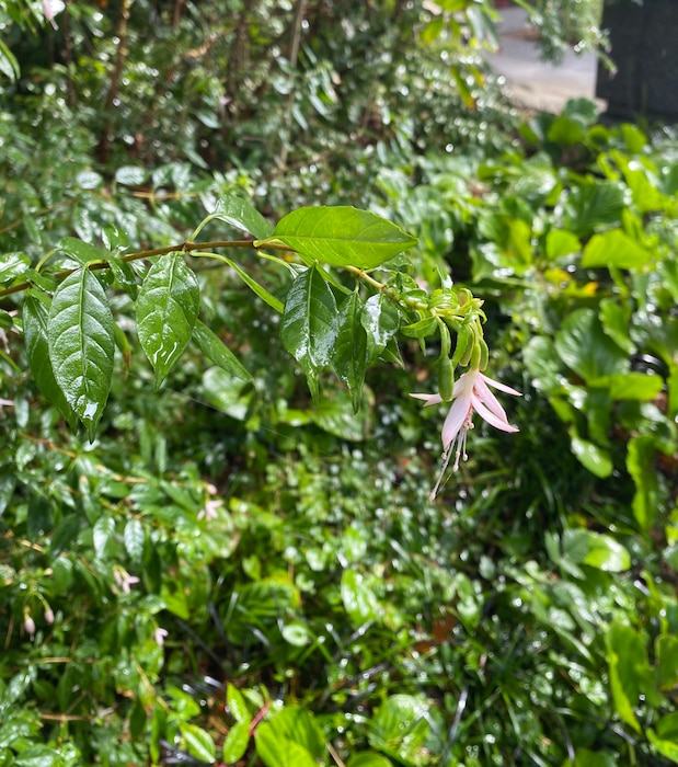 Coral fuchsia flowers bloom in the Carl S. English Jr. Botanical Garden, Seattle, Washington.