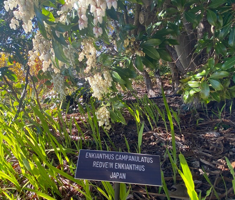 Enklanthus Campanulatus Redvein Enklanthu plant in the Carl S. English Jr. Botanical Garden, Seattle, Washington.