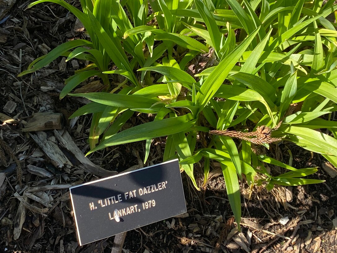 Photo of a Little Fat Dazzler plant at Carl S. English Jr. Botanical Garden, Seattle, Washington.