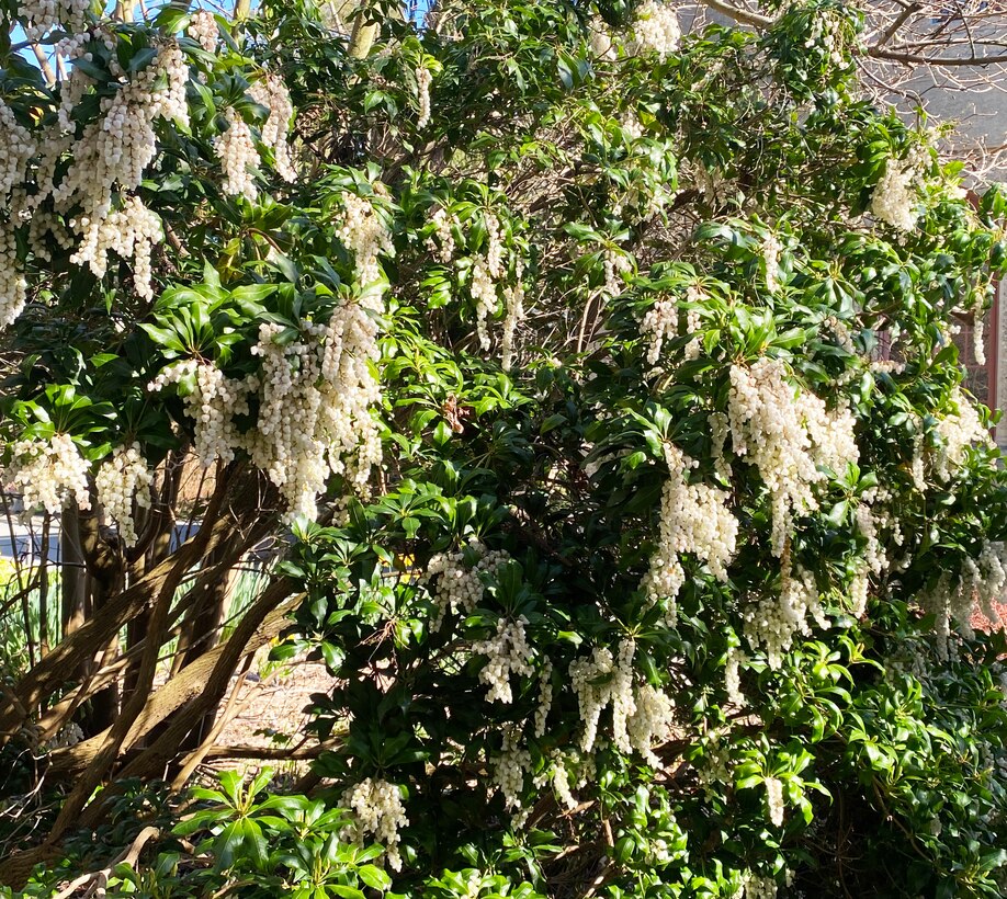 Pieris japonica, an ornamental garden plant in Carl S. English Jr. Botanical Garden, Seattle, Washington.