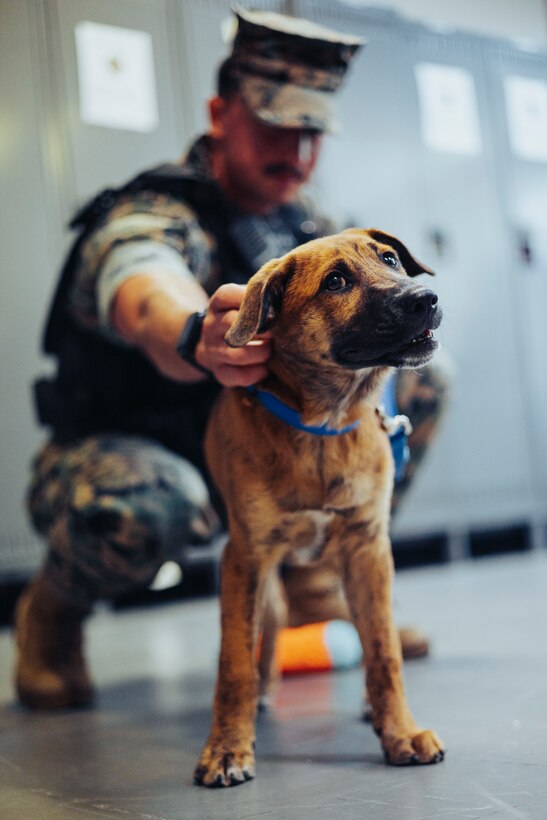 U.S. Marine Corps Cpl. Daniel Kunkel, a military police officer with the Provost Marshal’s Office, Headquarters and Support Battalion, Marine Corps Installations Pacific, pets Hemlock, a mixed-breed dog serving as PMO’s office and stress relief dog on Camp Foster, Okinawa, Japan, March 21, 2024.