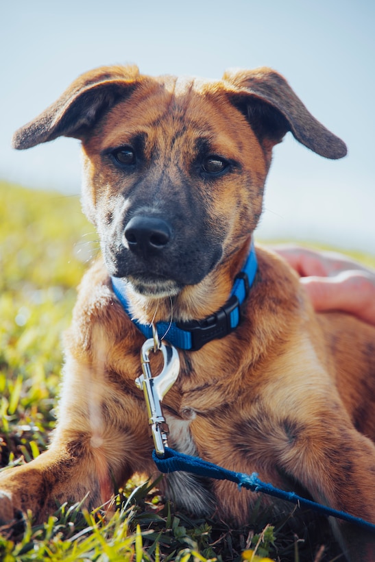 Hemlock, a mixed-breed dog serving as the Provost Marshal’s Office, Headquarters and Support Battalion, Marine Corps Installations Pacific office and stress relief dog, lays in the grass on Camp Foster, Okinawa, Japan, March 21, 2024.