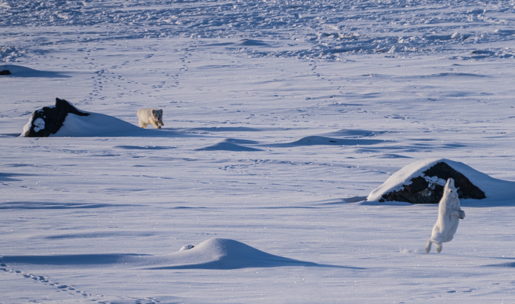 An arctic fox stalks an unsuspecting arctic hair at Pituffik Space Base, Greenland, March 18, 2024. Affectionately referred to as “archies,” arctic foxes are often found scampering around base looking for food. (Courtesy photo provided by U.S. Air Force Maj. Sean Batzer)
