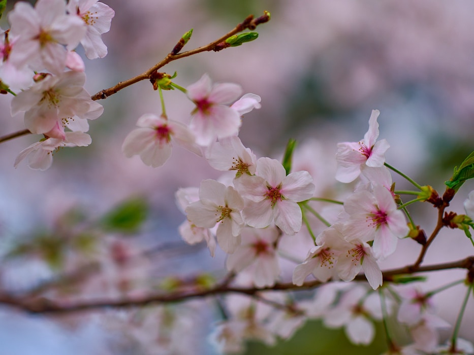 Cherry trees, famously called sakura in Japan, are in full bloom across Commander, Fleet Activities Yokosuka April 8, 2024.