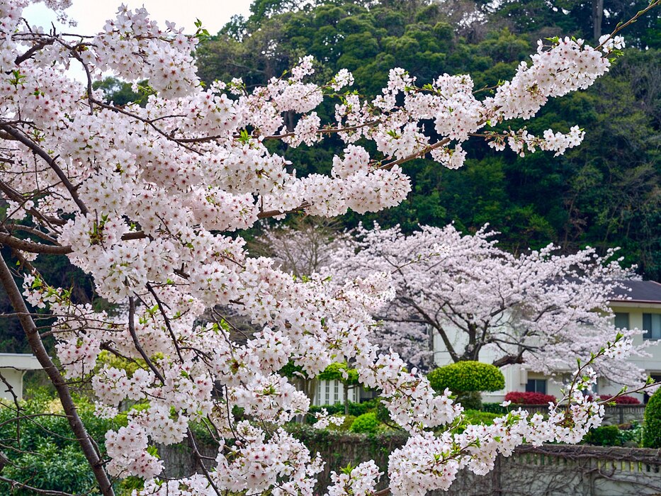 Cherry trees, famously called sakura in Japan, are in full bloom across Commander, Fleet Activities Yokosuka April 8, 2024.