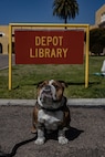 U.S. Marine Corps Pfc. Bruno, the Marine Corps Recruit Depot San Diego and the Western Recruiting Region Mascot, poses for a photo in front of the Depot Library sign during an eclipse watch party at MCRD San Diego, California, April 8, 2024. The mascot's job is to boost morale, participate in outreach work and attend events and ceremonies. (U.S. Marine Corps photo by Sgt. Jesse K. Carter-Powell)