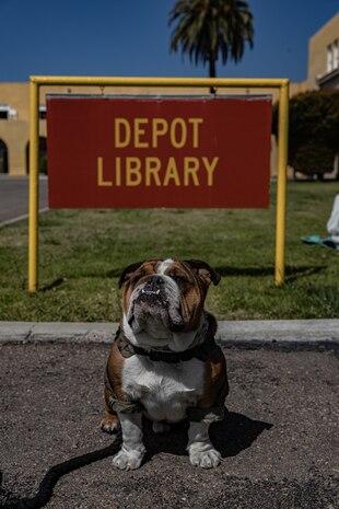 U.S. Marine Corps Pfc. Bruno, the Marine Corps Recruit Depot San Diego and the Western Recruiting Region Mascot, poses for a photo in front of the Depot Library sign during an eclipse watch party at MCRD San Diego, California, April 8, 2024. The mascot's job is to boost morale, participate in outreach work and attend events and ceremonies. (U.S. Marine Corps photo by Sgt. Jesse K. Carter-Powell)