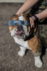 U.S. Marine Corps Pfc. Bruno, the Marine Corps Recruit Depot San Diego and the Western Recruiting Region Mascot, is assisted in wearing his eclipse glasses during a watch party at the Marine Corps Recruit Depot San Diego library, MCRD San Diego, California, April 8, 2024. The mascot's job is to boost morale, participate in outreach work and attend events and ceremonies. (U.S. Marine Corps photo by Sgt. Jesse K. Carter-Powell)