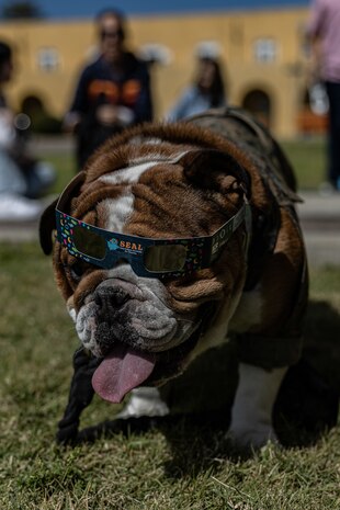 U.S. Marine Corps Pfc. Bruno, the Marine Corps Recruit Depot San Diego and the Western Recruiting Region Mascot, prepares to observe the solar eclipse during a watch party at the MCRD San Diego library, MCRD San Diego, California, April 8, 2024. The mascot's job is to boost morale, participate in outreach work and attend events and ceremonies. (U.S. Marine Corps photo by Sgt. Jesse K. Carter-Powell)