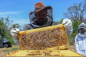 A beekeeper removes a frame from a beehive.