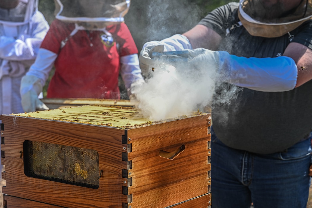 A beekeeper smokes a beehive.
