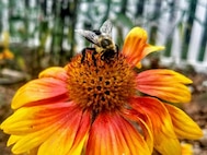 The hope of life through a bee's pollination at Docs Healing Hives Dunwoody, GA garden