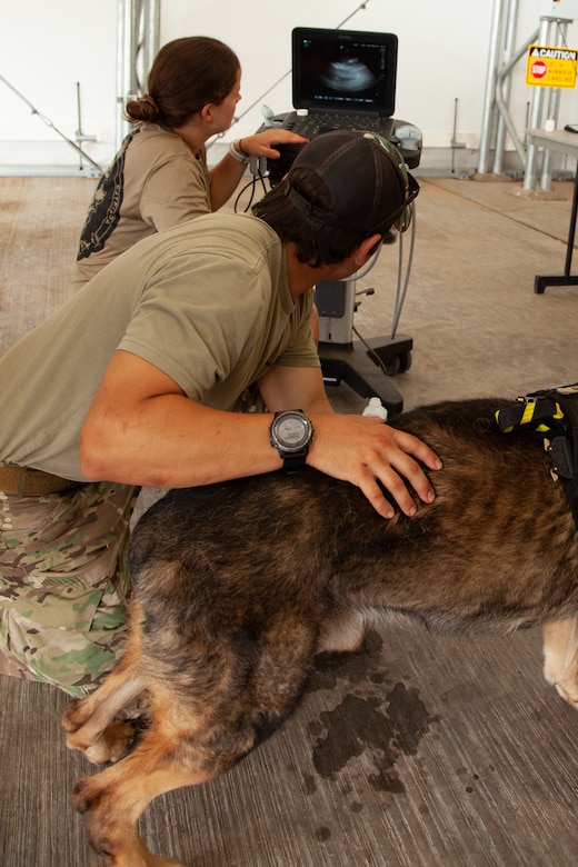 Task Force Paxton medics conduct canine tactical combat casualty care ...