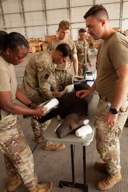 Task Force Paxton medics conduct canine tactical combat casualty care ...