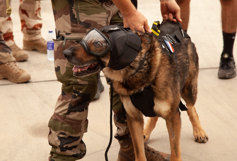 Task Force Paxton medics conduct canine tactical combat casualty care ...