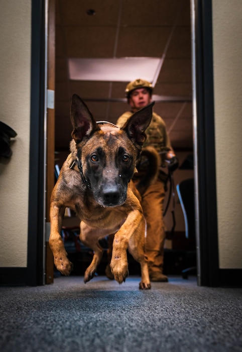 U.S. Air Force Staff Sgt. Brady Christendom, 56th Security Forces Squadron military working dog handler, and MWD Kkora, perform MWD duties for evaluation July 10, 2023, at Luke Air Force Base, Arizona.