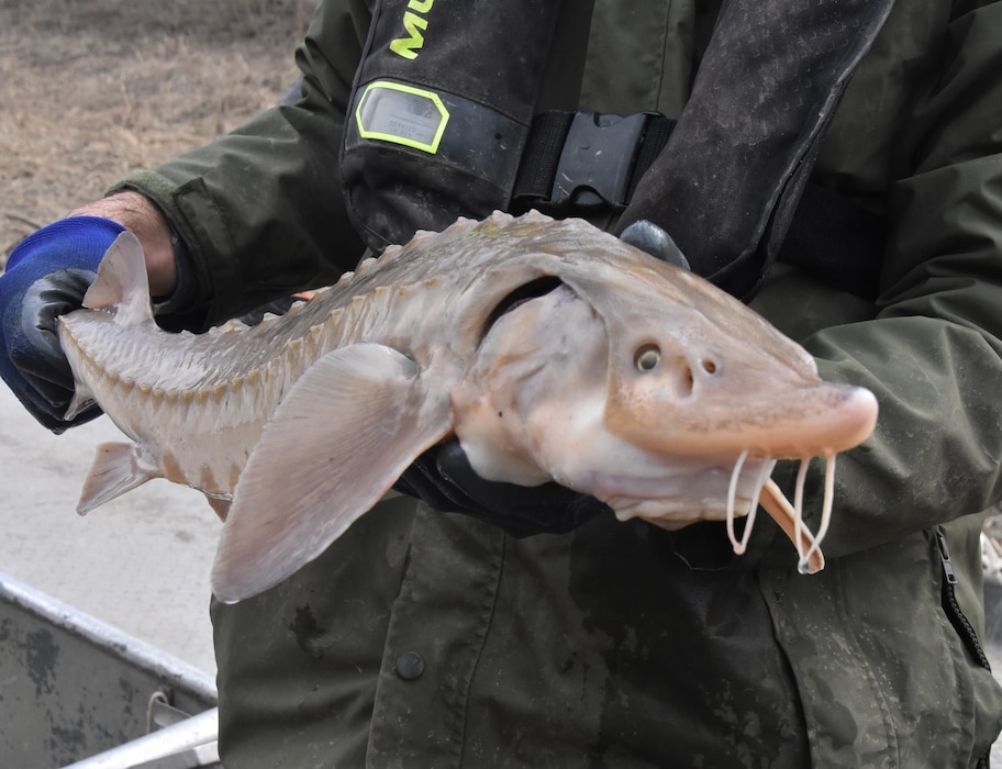 This lake sturgeon, captured for monitoring and released, is an impressive dinosaur of a fish, covered in rows of diamond-shaped scutes instead of scales. It has four barbels that act as sensory organs hanging from their snout, helping them locate prey. Biologist study lake sturgeon to improve populations and habitat areas. The lake sturgeon is a benthivorous, meaning they eat prey from the bottom of water bodies.
