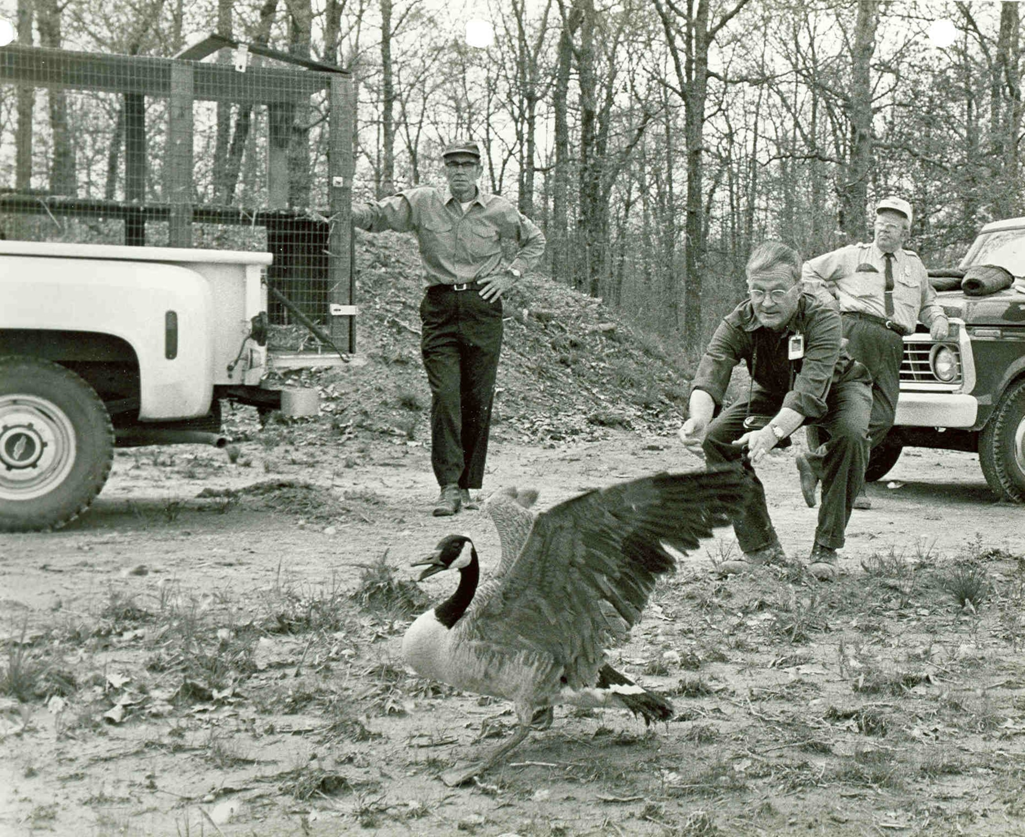 Harry Hitchcock, forester at Arnold Air Force Base, right, releases a goose on Arnold property during a goose release that occurred in 1974. Twenty-five pair of Giant Canada Geese were released near the Arnold cooling water retention pond in an effort to establish a resident population of the waterfowl in the area. Also pictured is Cecil Davis of the Wheeler National Wildlife Refuge in Decatur, Ga. This image and an accompanying article about the release were published in the May 1974 issue of High Mach. (U.S. Air Force photo)