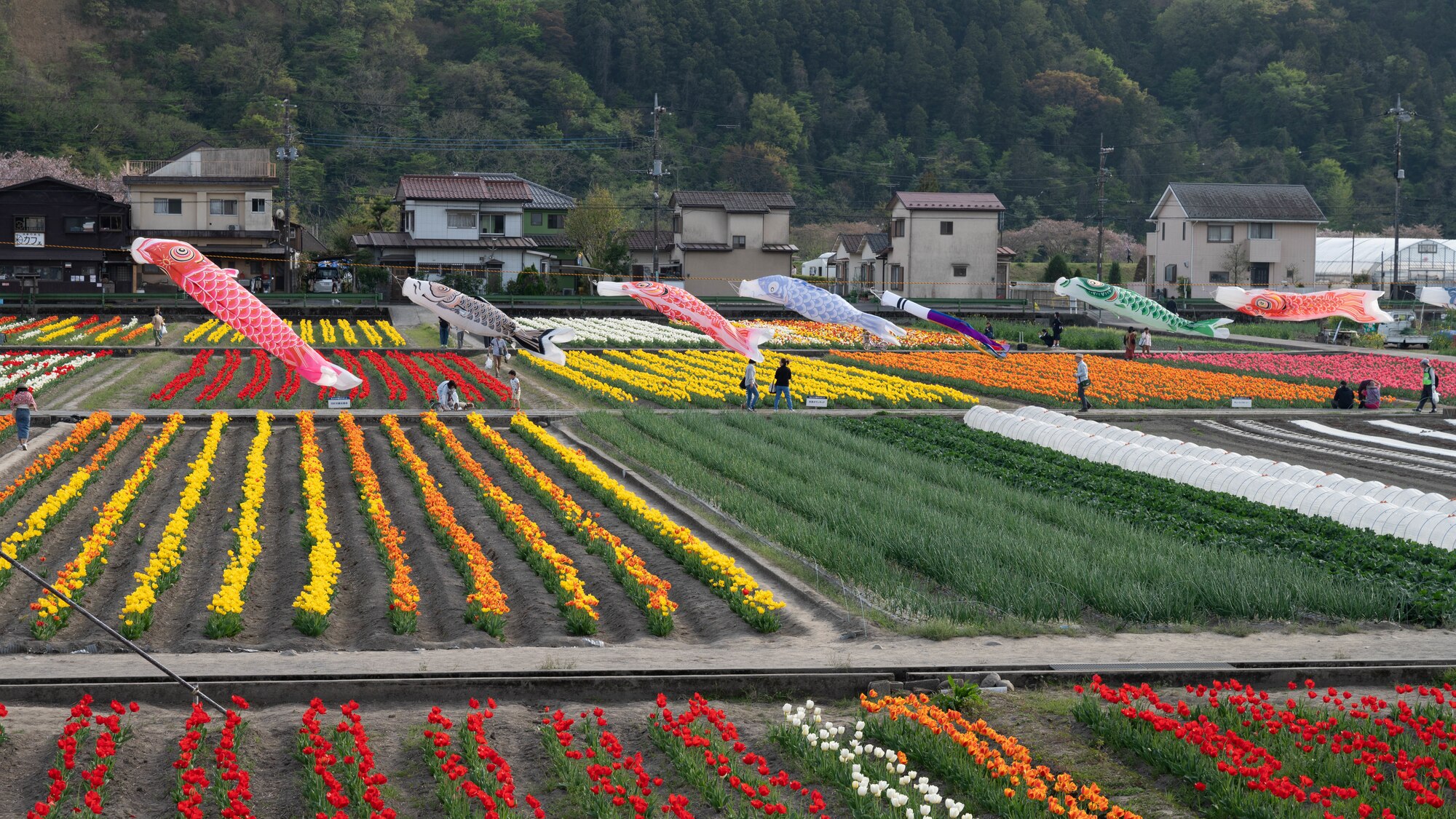 Carp streamers line fields of blooming tulips.