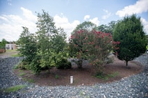 As construction continues on NSA/CSS Washington’s (NSAW) East Campus, hundreds of native trees have been planted as part of the agency’s reforestation effort.