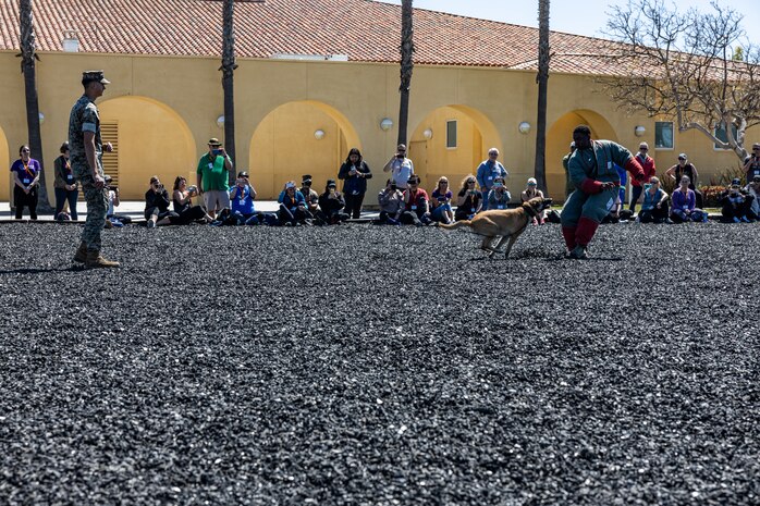 U.S. Marines with Headquarters and Service Battalion, Marine Corps Recruit Depot San Diego, conduct a K-9 military working dog demonstration to educators from Recruiting Stations Portland, Riverside, San Francisco, and Seattle as part of the 2024 Educator’s Workshop at MCRD San Diego, California, April 16, 2024. Participants of the workshop visit MCRD San Diego to observe recruit training and gain a better understanding about the transformation from recruits to United States Marines. Educators also received classes and briefs on the benefits that are provided to service members serving in the United States armed forces. (U.S. Marine Corps photo by Sgt. Jesse K. Carter-Powell)
