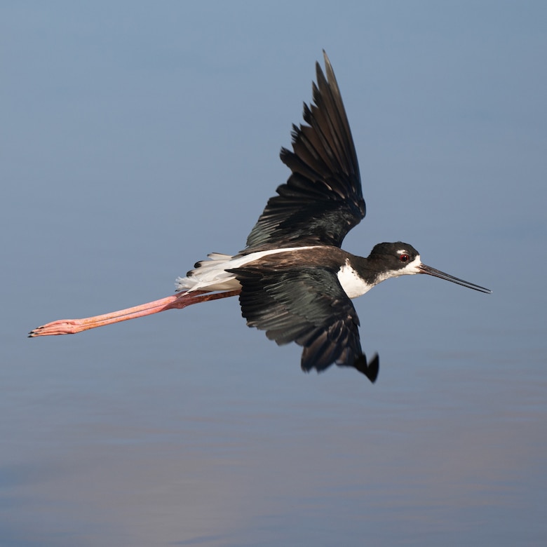 A water bird with long, pink legs flies in a grayish-blue sky.