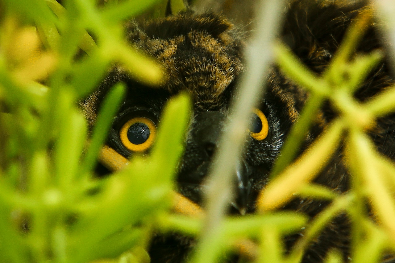 Two eyes with black pupils and yellow sclera peep out from behind green foliage.