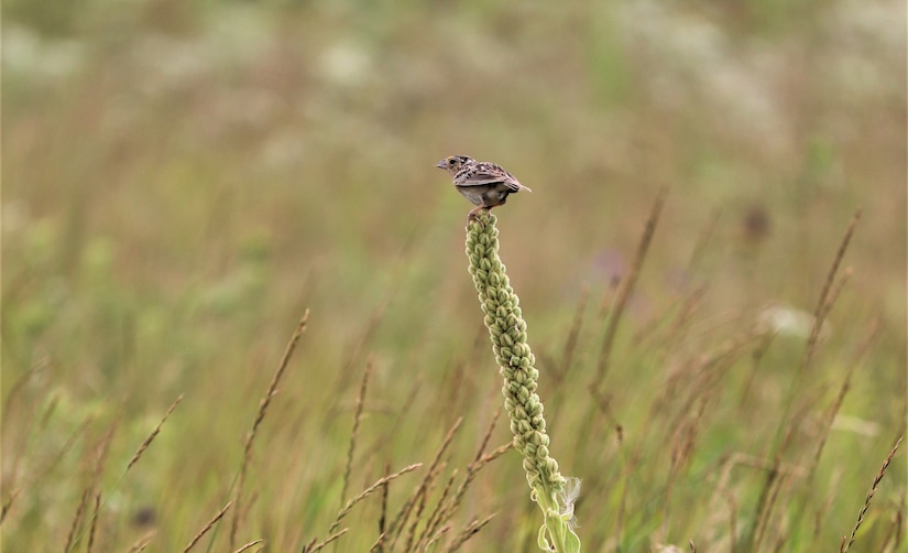 A small brown and tan bird perches on a flower stalk in a grassy field.