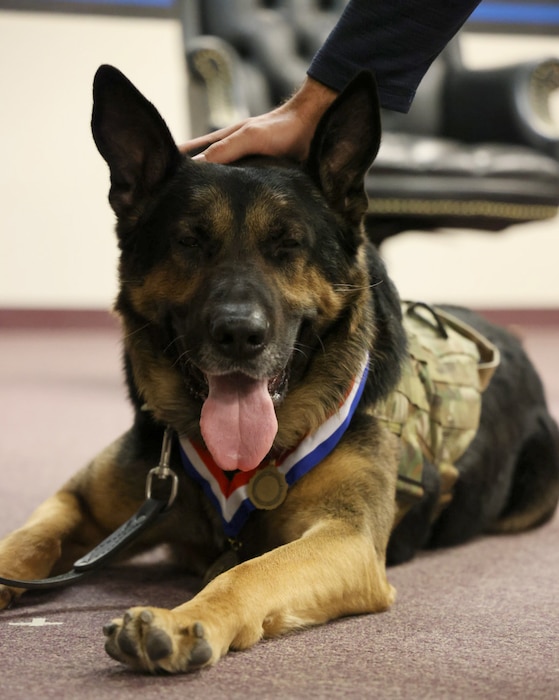 MWD Jocky sits and pants during his ceremony.