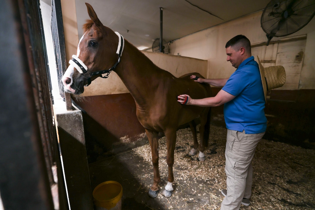 A U.S. sailor in civilian clothes grooms a horse in a stall.