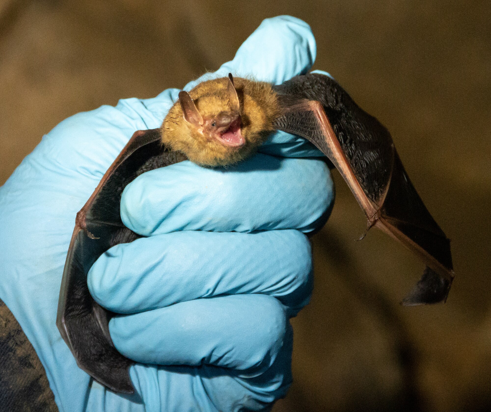 A tricolored bat is ready to be banded before being returned to the area in which it was found in a cave near Arnold Air Force Base, Tenn., Dec. 5, 2022. The bands allow researchers to identify the bat if it is recaptured on a subsequent trip into the cave. Team members at Arnold AFB conduct summer and winter bat surveys across the installation. Information gathered from such surveys supports existing knowledge of populations and provides a long-term view of what is occurring population-wise with a particular species or community, which helps the base Natural Resource team make informed decisions. (U.S. Air Force photo)